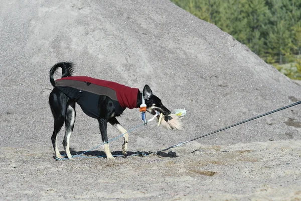 Black dog, purebred Saluki sighthound or gazehound, free in the nature chasing a toy. A Persian Greyhound enjoying life outside. Going on a walk at a gravel pit or gravel quarry and forest in Finland.