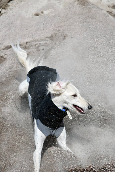 White dog, purebred Saluki sighthound, free in the nature playing in the sand or gravel. Persian Greyhound enjoying life outside. Going on a walk at gravel pit or gravel quarry and forest in Finland.