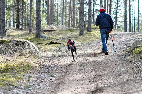 Black dog, purebred Saluki sighthound or gazehound, free in the nature with its owner, person walking. A Persian Greyhound enjoying life outside. Going for a walk in the woods or in the forest.