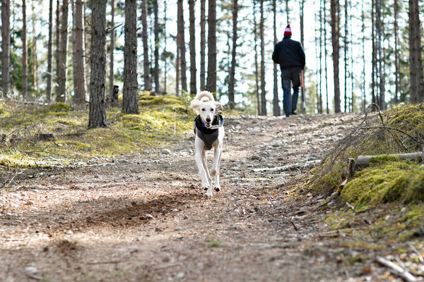 Белая собака, чистокровная Салуки-сайтхаунд или беседка, свободна в природе со своим хозяином, человеком, идущим пешком. Персидский Грейхаунд наслаждается жизнью снаружи. Прогулка в лесу или в лесу.
