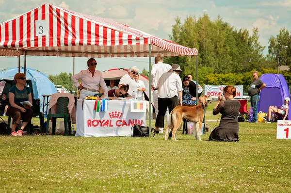 Hundeausstellung Freien Auf Einer Rasenfläche Viele Menschen Und Hunde Wetteifern lizenzfreie Stockfotos