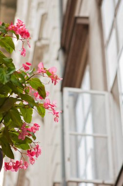 Pink flowers and green leaves in the foreground. Blurry background of a white building with an open window. View in the street, travelling in Budapest, Hungary, Europe.