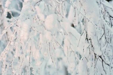 Close-up of some snow-covered tree branches. Deciduous tree like birch tree bare and leafless covered in snow burdens. Beautiful details on a cold winter day.