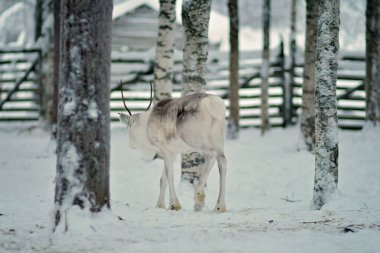 One reindeer walking in its snowy corral, pen or enclosure in Lapland, Finland. Corral is fenced with wooden fence and has many trees. White, grey and brown colored domesticated reindeer with antlers.