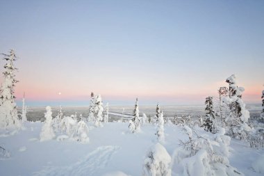 Beautiful winter morning in Lapland, Finland. Snow covered trees and big snow burdens on tree branches. Coniferous trees like: fir, spruce or pine. Blue and pink sky, moon is on the sky. Snowy forest.