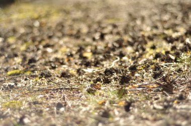 Fallen small brown pinecones on the dirt, soil, ground with some sticks, twigs and grass. Small cones from a coniferous tree, larch tree. Autumn colors and sunshine.