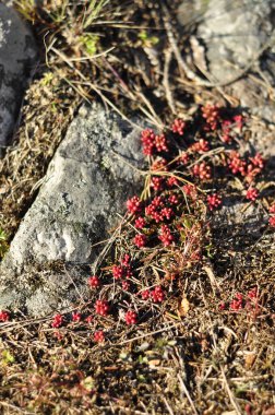 Bright red Elf orpine on the forest bed near a rock with moss on it. Autumn or fall season in the woods hiking and foraging. Beautiful and colorful nature.