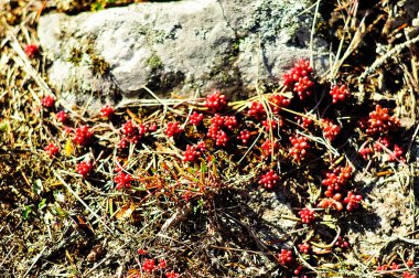Bright red Elf orpine on the forest bed near a rock with moss on it. Autumn or fall season in the woods hiking and foraging. Beautiful and colorful nature.