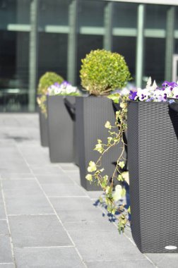 Outside restaurant with beautiful flower decorationes of pansies and box trees. Summer terrace design with modern furniture for tourists.