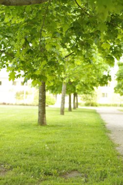 Straight line of maple trees with gravel walkway. Idyllic public park with grass field and dandelions in the summer.