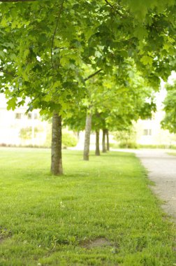 Straight line of maple trees with gravel walkway. Idyllic public park with grass field and dandelions in the summer.