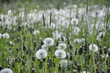 Dandelions pollinate by wite fluffy blowballs. Often seen growing in fields as yellow flowers when they bloom. Dandelion is a healthy herb.