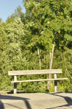 Wooden bench on sand in a park, yard or garden with lush green forest in the background. Big rowan tree, mountain ash next to the park bench on a sunny and warm summer day.