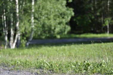Green park area with a gravel path, lawn or grass, birch trees and forest on a sunny spring or summer day. Subjective focus on the foreground, background is blurry. Bright and colorful nature.