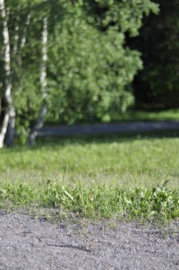 Green park area with a gravel path, lawn or grass, birch trees and forest on a sunny spring or summer day. Subjective focus on the foreground, background is blurry. Bright and colorful nature.