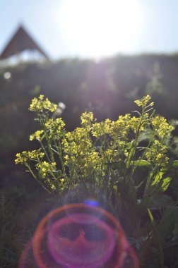 Light ball glitters in the sun on Bunias orientalis. You can pick a beautiful yellow bouquet of wild flowers for decoration.