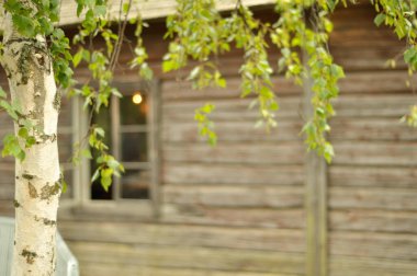 Beautiful birch tree with green hanging twigs in front of an old cottage. Closeup of old mossy birch and summer house in background.