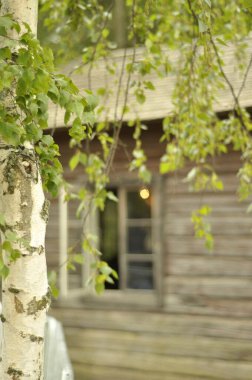 Beautiful birch tree with green hanging twigs in front of an old cottage. Closeup of old mossy birch and summer house in background.