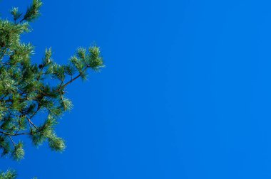 Green lush pine branch against deep blue sky. Sky is clear and there are pinecones in the tree. Pine trees are evergreen, coniferous and resinous.