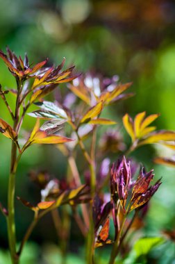 New Peony bush opens up in springtime. Peony flowers can be found in many colours and bloom in summer. 
