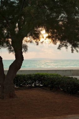 Watching the sunset or sunrise under a big tree. Sea or ocean view looking over the turquoise water. Travelling in the tropical Mallorca, Spain, Europe.