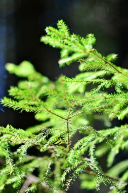 Young evergreen fir in close up with blurred background. Traditional green conifer plant in daylight.