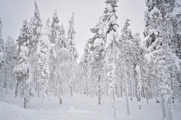 Snowy forest with coniferous trees: fir, spruce or pine. Snow covered trees, big snow burdens on tree branches and the ground is covered in snow. Travelling in Lapland, Finland.