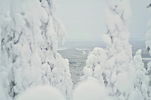 Snow-covered trees in Lapland, Finland. Looking through the trees, large coniferous forest in the background. Snow-covered firs and spruces on the slopes in a ski resort during the winter.