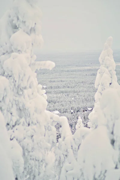 Snow-covered trees in Lapland, Finland. Looking through the trees, large coniferous forest in the background. Snow-covered firs and spruces on the slopes in a ski resort during the winter.