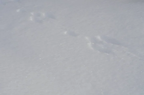 Tracks of european hare in soft glistening snow. Hare front paws have a oblong shape and are easy to recognise in snow.