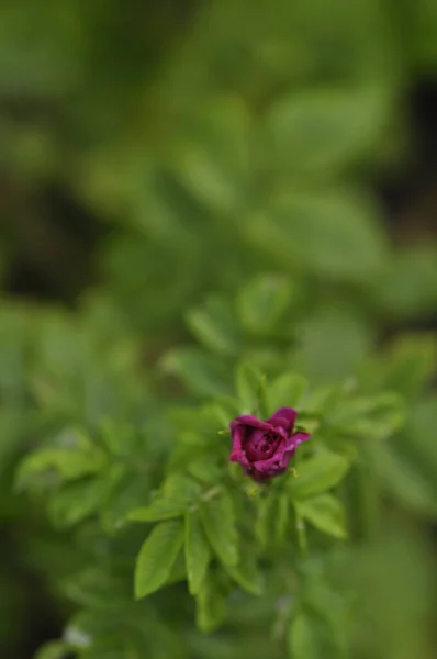 Vibrant red or pink Rose bud opening and lot of green leaves. Rosa rugosa or Beach rose is a perennial bush or shrub plant and is native to Eastern Asia. Flower opening in spring or summer time.