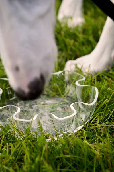 Close-up of a white dog drinking water from a flower shaped glass bowl outdoors on the green grass. Puppy is thirsty on a warm day outside in the backyard or park.