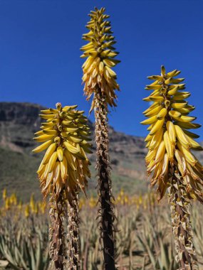 Sarı Aloe vera çiçeklerine yakın çekim. Arka planda dağlar olan kuru bir çevredeki Aloe Vera çiftliği. Aloe Vera 'nın tıbbi özellikleri var. Gran Canaria, İspanya 'da Seyahat.