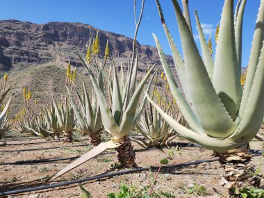 İspanya, Gran Canaria 'daki inanılmaz Aloe Vera çiftliği. Aloe vera bitkileri, arka planda dağlar olan kuru bir çöl bölgesinde sarı çiçeklerle çiçek açarlar. Aloe Vera 'nın tıbbi özellikleri var..