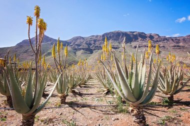 İspanya, Gran Canaria 'daki inanılmaz Aloe Vera çiftliği. Aloe vera bitkileri, arka planda dağlar olan kuru bir çöl bölgesinde sarı çiçeklerle çiçek açarlar. Aloe Vera 'nın tıbbi özellikleri var..