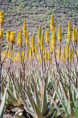 Muhteşem Aloe vera çiftliği Gran Canaria İspanya 'da. Aloe vera bitkileri kurak bir çöl bölgesinde sarı çiçeklerle çiçek açarlar. Aloe Vera ilaç ve kozmetik ürünlerinde kullanılır. Gran Canaria 'da Seyahat.