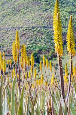 Muhteşem Aloe vera çiftliği Gran Canaria İspanya 'da. Aloe vera bitkileri kurak bir çöl bölgesinde sarı çiçeklerle çiçek açarlar. Aloe Vera ilaç ve kozmetik ürünlerinde kullanılır. Gran Canaria 'da Seyahat.