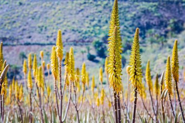 Sarı Aloe vera çiçeklerine yakın çekim. Arka planda dağlar olan kuru bir çevredeki Aloe Vera çiftliği. Aloe Vera 'nın tıbbi özellikleri var. Gran Canaria, İspanya 'da Seyahat.