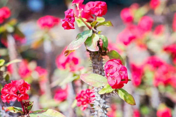 stock image Euphorbia milii, also called crown of thorns, Christ plant or Christ thorn. Plant with blooming red or pink flowers, green leaves and stems with thorns and spikes. Local flora in Gran Canaria, Spain.