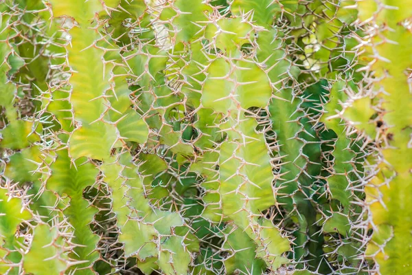 Närbild Grönskande Kaktusbuske Kaktusar Med Långa Vita Taggar Eller Taggar — Stockfoto
