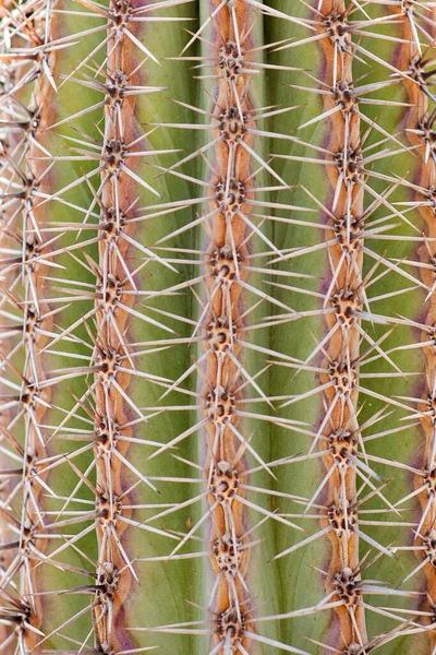 一个茂密的绿色仙人掌的特写 有长长的白色刺或尖刺的仙人掌或仙人掌 美丽的大自然 在西班牙大加那利亚旅行 — 图库照片