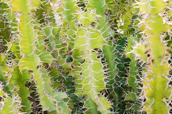 Närbild Grönskande Kaktusbuske Kaktusar Med Långa Vita Taggar Eller Taggar — Stockfoto