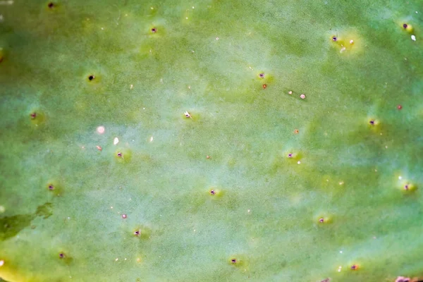 Närbild Grönskande Kaktus Opuntia Taggig Päron Eller Päronkaktus Utan Synliga — Stockfoto
