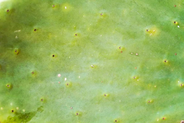 Κοντινό Πλάνο Του Καταπράσινου Κάκτου Opuntia Φραγκόσυκο Κάκτο Αχλάδι Χωρίς — Φωτογραφία Αρχείου