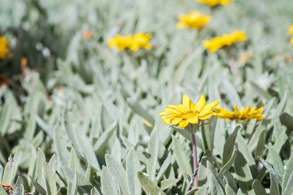 Parlak sarı gazania rigens çiçekleri gün ışığında. Hazine çiçeklerinin dar gri yaprakları vardır. Ürpertici bitkiler ve yer kaplamak için birebir. Gran Canaria, İspanya 'da Seyahat.