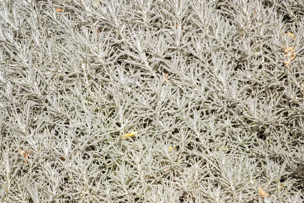 Helichrysum Italicum Também Conhecida Como Planta Caril Por Causa Seu — Fotografia de Stock