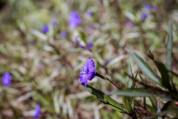 Zbliżenie Purpurowe Kwiaty Ruellii Zwany Również Dzikiej Petunii Ruellia Simplex — Zdjęcie stockowe