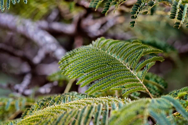 Fern Leaves Paraserianthes Also Known Plume Albizia Crested Wattle Plant — Stock Photo, Image