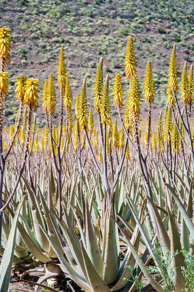 Increíble Plantación Aloe Vera Gran Canaria España Plantas Aloe Vera —  Fotos de Stock