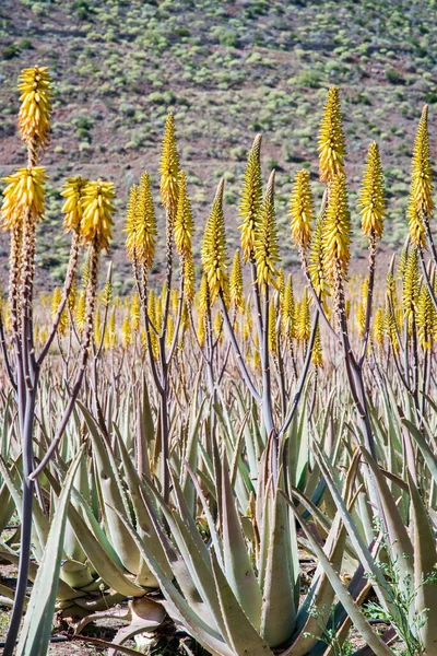 Fantastisk Aloe Vera Plantage Gran Canaria Spanien Aloe Vera Växter — Stockfoto
